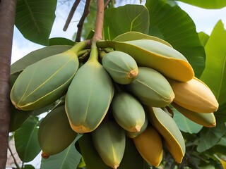 Ripe jackfruit fruits hanging on a tree in the garden, agribusiness business concept,organic healthy food and non-GMO fruits with copy space