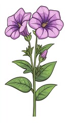 Wall Mural - petunia  on white background