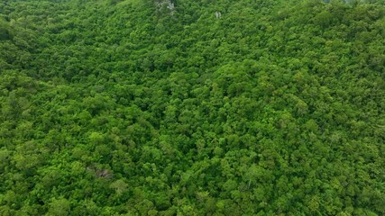 aerial view of dark green forest abundant natural ecosystems of rainforest. concept of nature forest