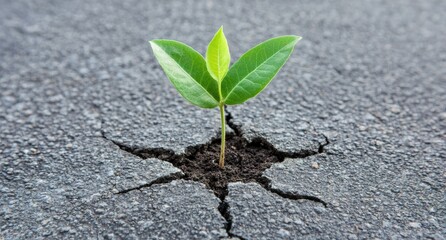 Sticker - green plant growing through crack in concrete