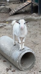 A cute white goat stands on a cement pipe.