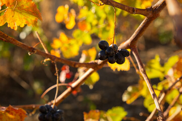 Grape red leaf close-up on a blurry background. Colorful autumn background. Leaves in bright sunlight view from below. Ripe grapes, the concept of harvesting, maturation. Full frame red-orange leaves