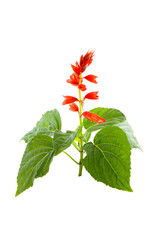 Wall Mural - red flowers of salvia isolated on a white background