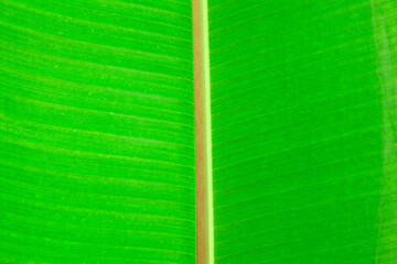 Leaf textures. Close-up of a vibrant green leaf showing intricate vein patterns and textures. The plant has a beautiful expressive structure.