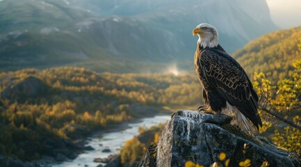 Poster - Majestic Bald Eagle Perched on Mountain Rock