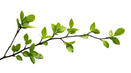 green twig on a white transparent background