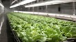 © Misbah - Lush rows of fresh lettuce in a modern indoor farm, showcasing hydroponic cultivation