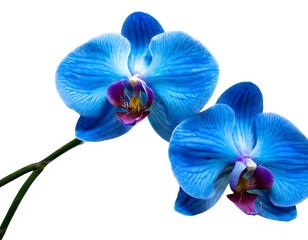 Wall Mural - orchid flowers blue on a white isolated background. Generative AI.