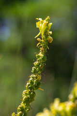 Wall Mural - Flaxseed or wild snapdragon Linaria vulgaris is a medicinal herb. Wildflowers inflorescence