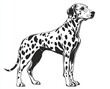 © warunthorn - Dalmatian Dog Silhouette.
