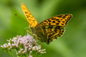 A very small brown beautiful butterfly sitting on a leaf in a meadow at a sunny and bright day in summer.