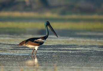 Wall Mural - Black necked stork, Ephippiorhynchus asiaticus, Bharatpur, Rajasthan, India