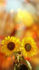 Wall Mural - colorful autumn bokeh light background with sunbeams and two sunflowers in foreground, vibrant colors on blurred backdrop with copy space

