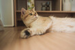 © tickcharoen04 - pet care concept with british cat sleep in living room