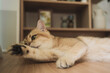 © tickcharoen04 - pet care concept with british cat sleep in living room