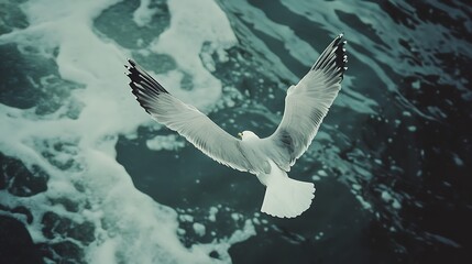 Wall Mural - Seagull in Flight Over Blue Water