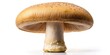 © Caitlin - A nature-inspired gem, this isolated mushroom boasts a sturdy stem and rounded cap, exuding simplicity and elegance on