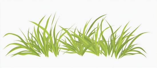 Wall Mural - Cut Green Ornamental Grass Isolated On White Background