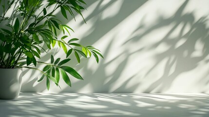 Wall Mural - A potted plant with green leaves casting shadows on a white surface