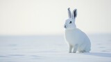 Lone Arctic Hare in Pristine Snowy Landscape with Black-Tipped Ears and Serene Minimalist Composition