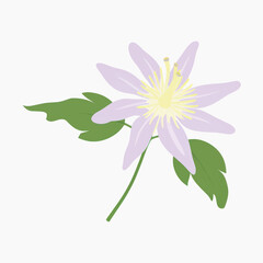 Canvas Print - Delicate purple flower illustration