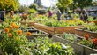 © sujitea - A community flower garden with raised beds full of vegetables and flowers, people tending to the plants in the background