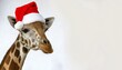 © Joseph Christianto - giraffe with santa claus hat smile with christmas background themes
