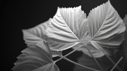 Wall Mural - Black and White Leaf Macro