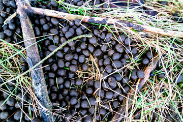 Hare droppings, bay leaves in the grass