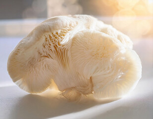 lion's mane mushroom