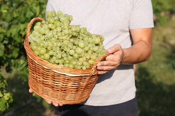 Canvas Print - Farmer holding wicker basket with ripe grapes in vineyard, closeup