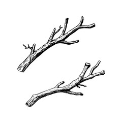 Budding branch hand-drawn illustration for botanical and nature designs. A detailed black and white illustration of a budding tree branch, ideal for botanical prints, nature-inspired art