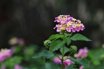 lantana (shrub verbenas or lantanas) flower on dark background