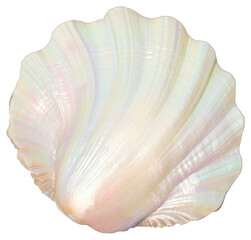 Wall Mural - PNG Iridescent seashell ocean beauty