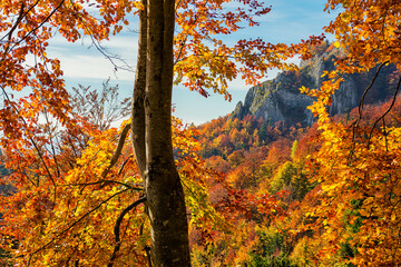 colorful foliage on the branch in autumn forest. closeup nature background. sunny day