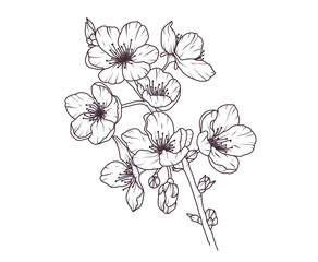 sakura flower branch hand drawn black floral sketch. cherry blossom japanese twigs line art. spring 