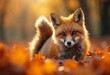 © Bruno Mazzetti - A red fox stands among autumn leaves in a sunlit forest setting.