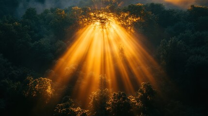 Poster - Sunlight Through the Trees