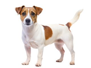 cute jack russell terrier standing and looking at camera, isolated on white background