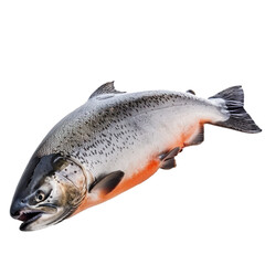 Fresh coho salmon fish isolated on white background is ready to be cooked