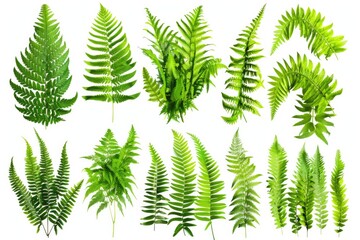 Wall Mural - A collection of green leaves on a white background