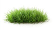 © Yuwarin - Green grass isolated on a white background