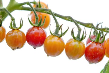 Wall Mural - A close-up shot of a cluster of tomatoes growing on a branch