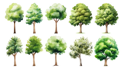 PNG watercolor tree set, transparent background