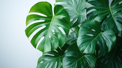 Wall Mural - Lush green monstera leaves against a light background.