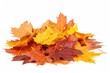 © Fotograf - A pile of autumn leaves on a white surface