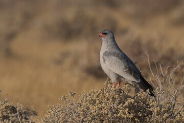 Pale Chanting Goshawk (Melierax canorus) perched on a low bush in Etosha National Park, Namibia