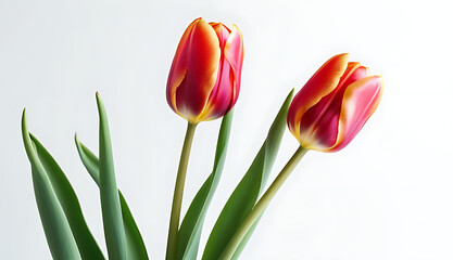 Wall Mural - beautiful tulips white background