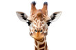 © Oratai - A close-up portrait of a giraffe head and neck, showcasing its unique spots and long eyelashes isolated on white background