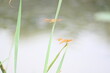 © SUBASCHANDRA - Dragonfly sitting on green leaves. Dragonfly macro view.  Amazing closeup of Dragonfly resting on the green plant in the natural environment.